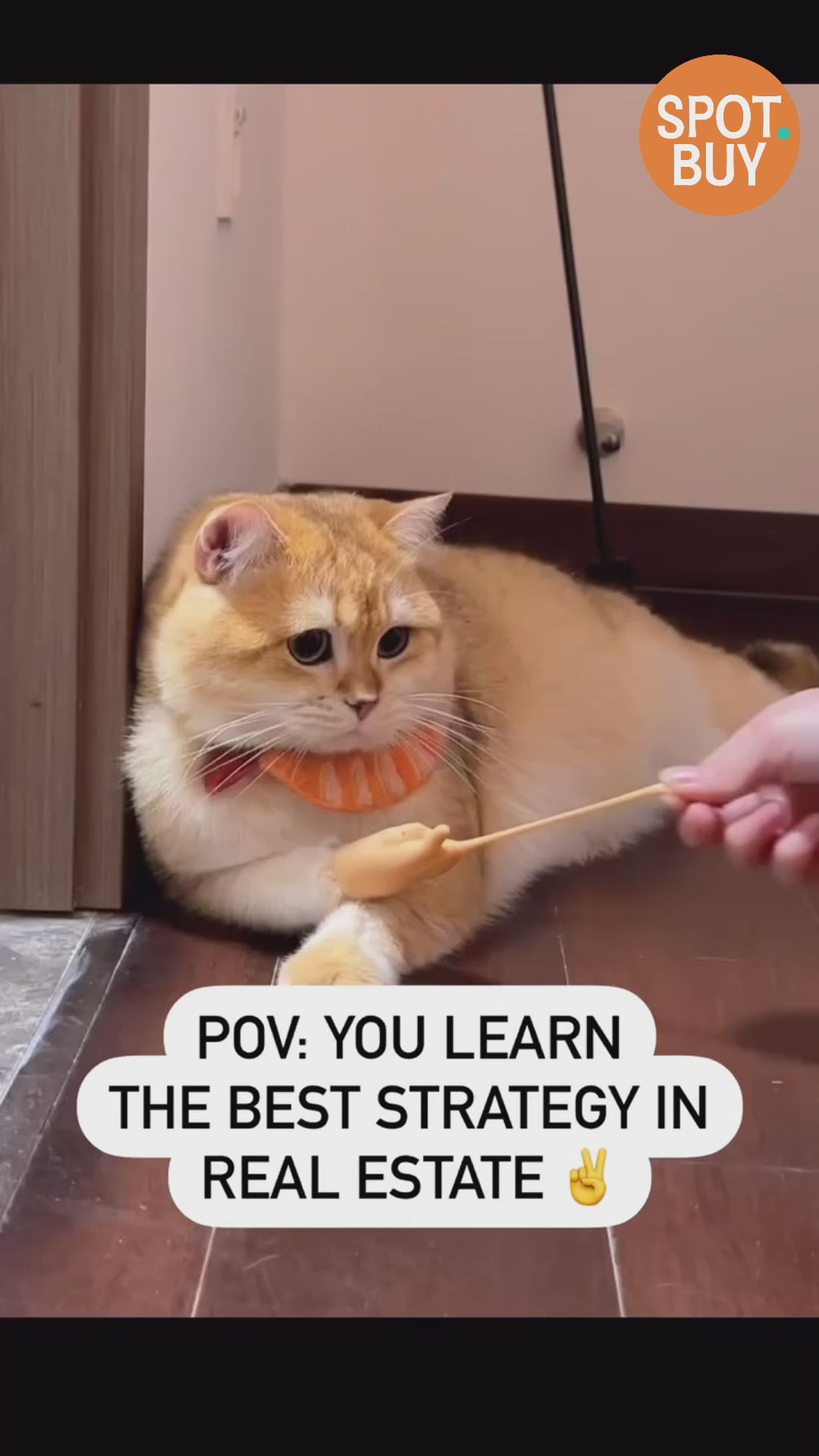 Playful Wearable Mittens for Cats