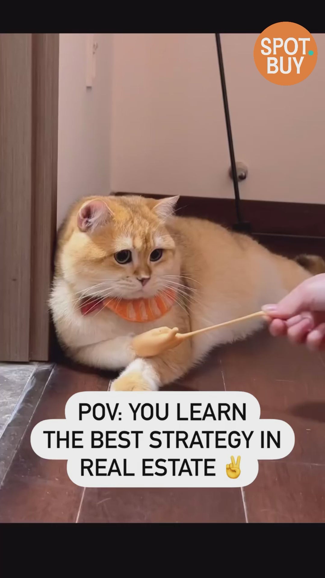 Playful Wearable Mittens for Cats